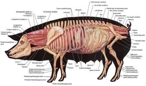 wild pig anatomy diagrams 
